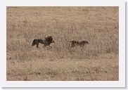 07IntoNgorongoro - 043